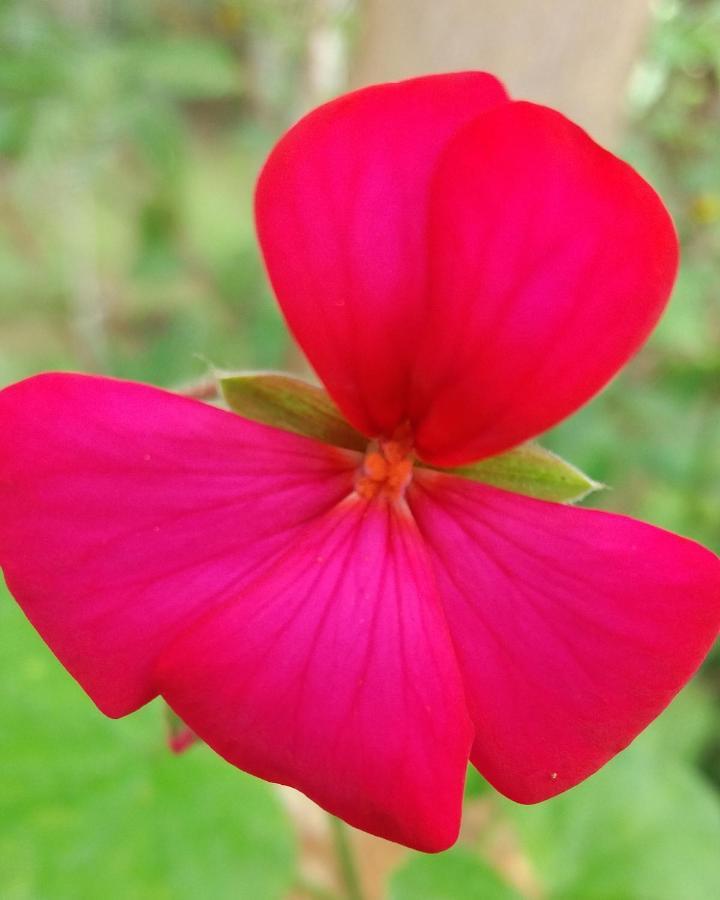 Pousada Hang Conectada Com A Natureza Florianópolis 外观 照片