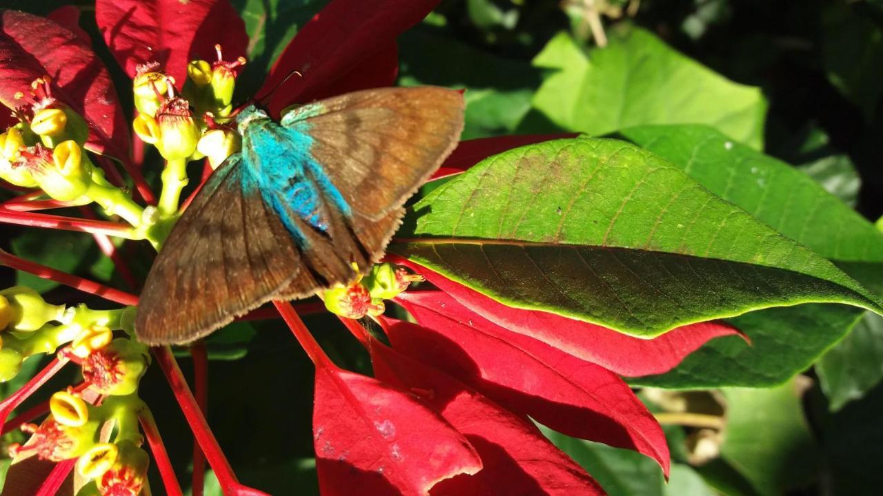 Pousada Hang Conectada Com A Natureza Florianópolis 外观 照片