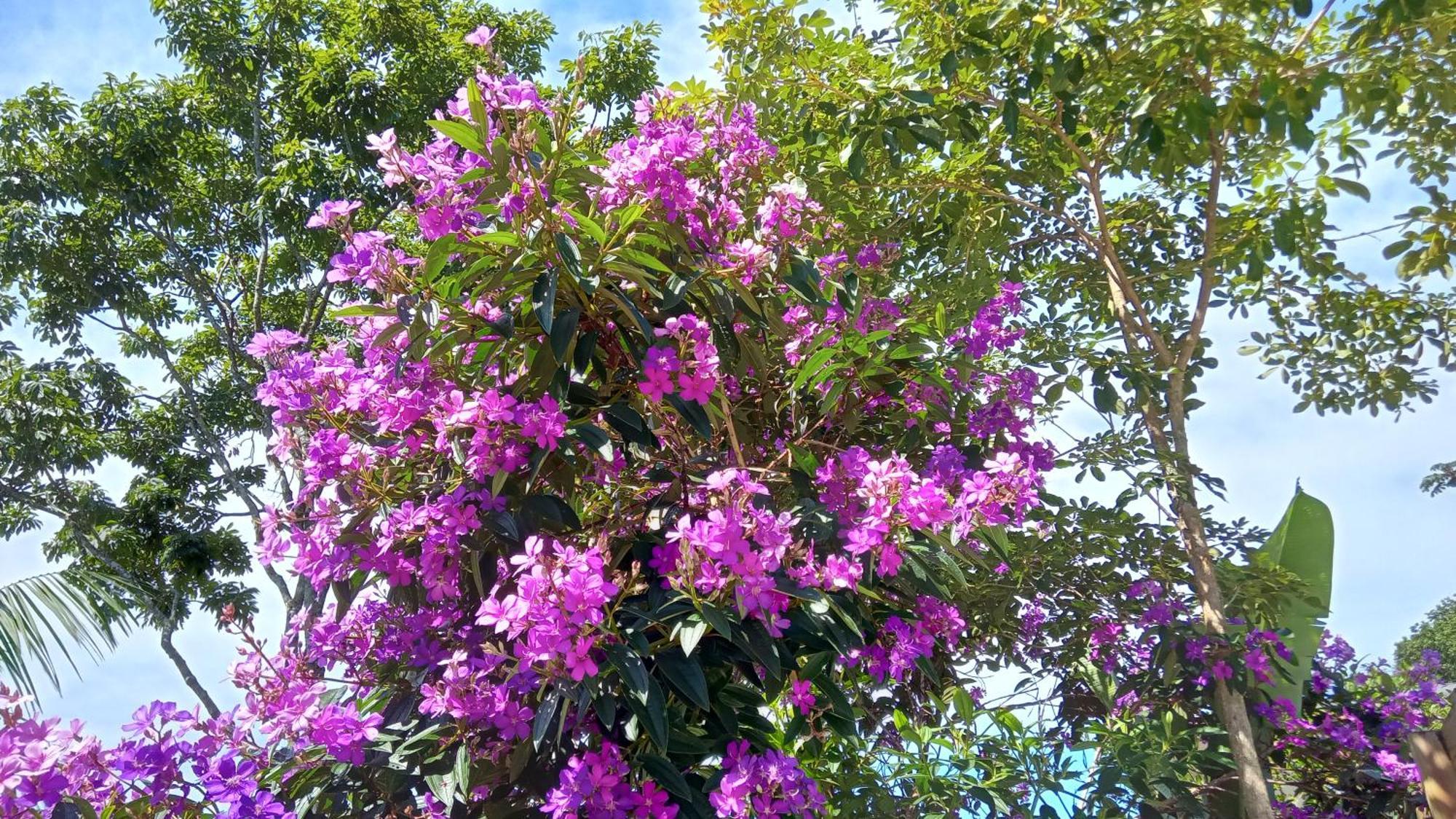 Pousada Hang Conectada Com A Natureza Florianópolis 外观 照片
