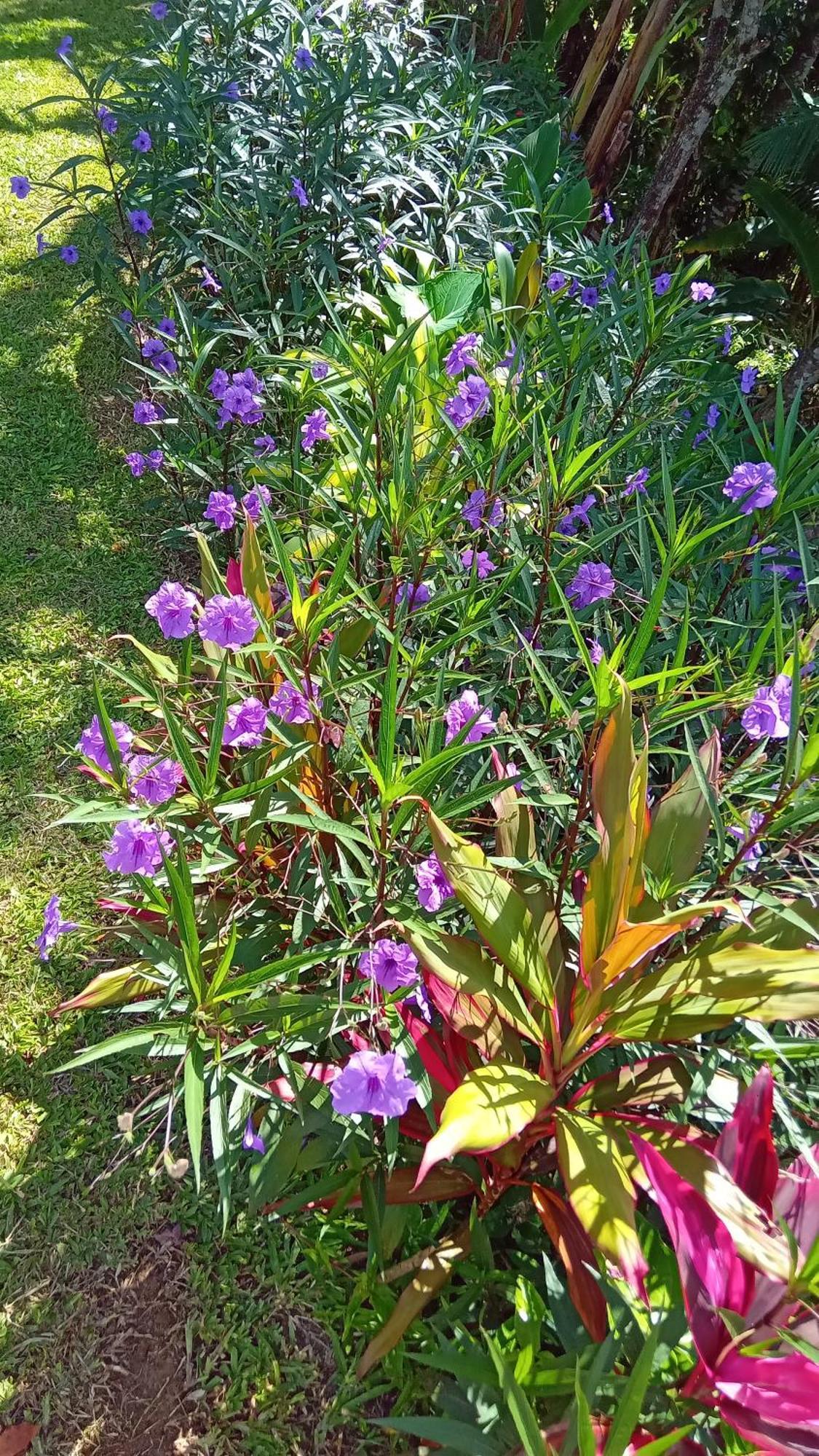 Pousada Hang Conectada Com A Natureza Florianópolis 外观 照片